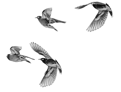 Group of White-cheeked Starling running away.