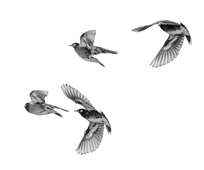 Group of White-cheeked Starling running away.