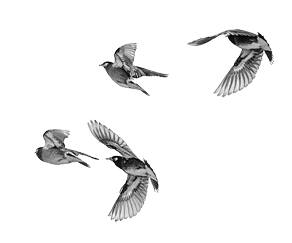 Group of White-cheeked Starling running away.