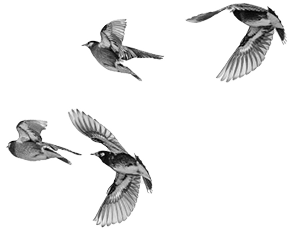 Group of White-cheeked Starling running away.