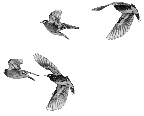 Group of White-cheeked Starling running away.